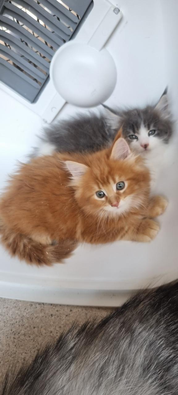 Te koop mooie Maine Coons katertjes
