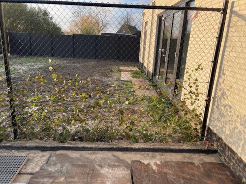 26 hedera klimplanten