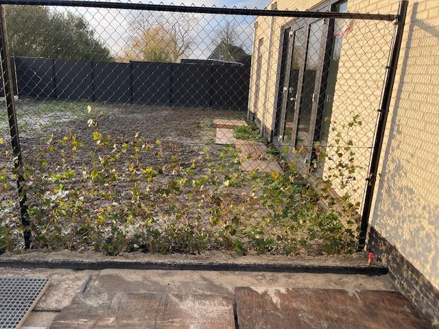 26 hedera klimplanten