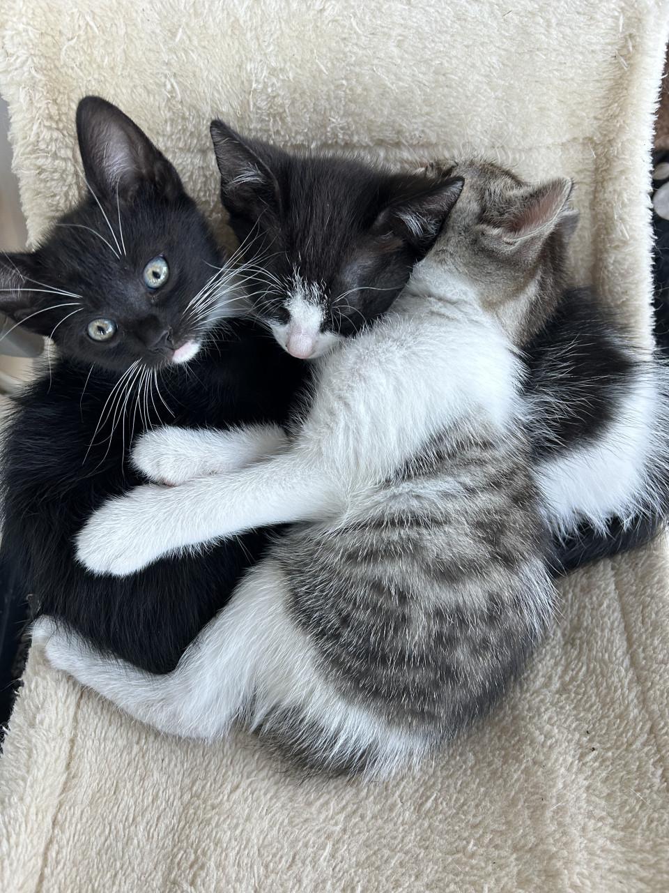 Lieve kittens 😻😻