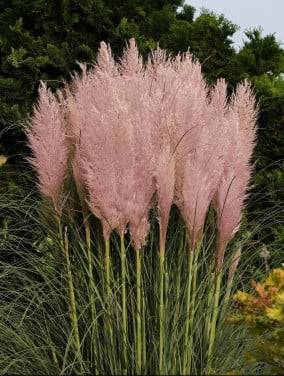 Pampasgras met roze pluimen