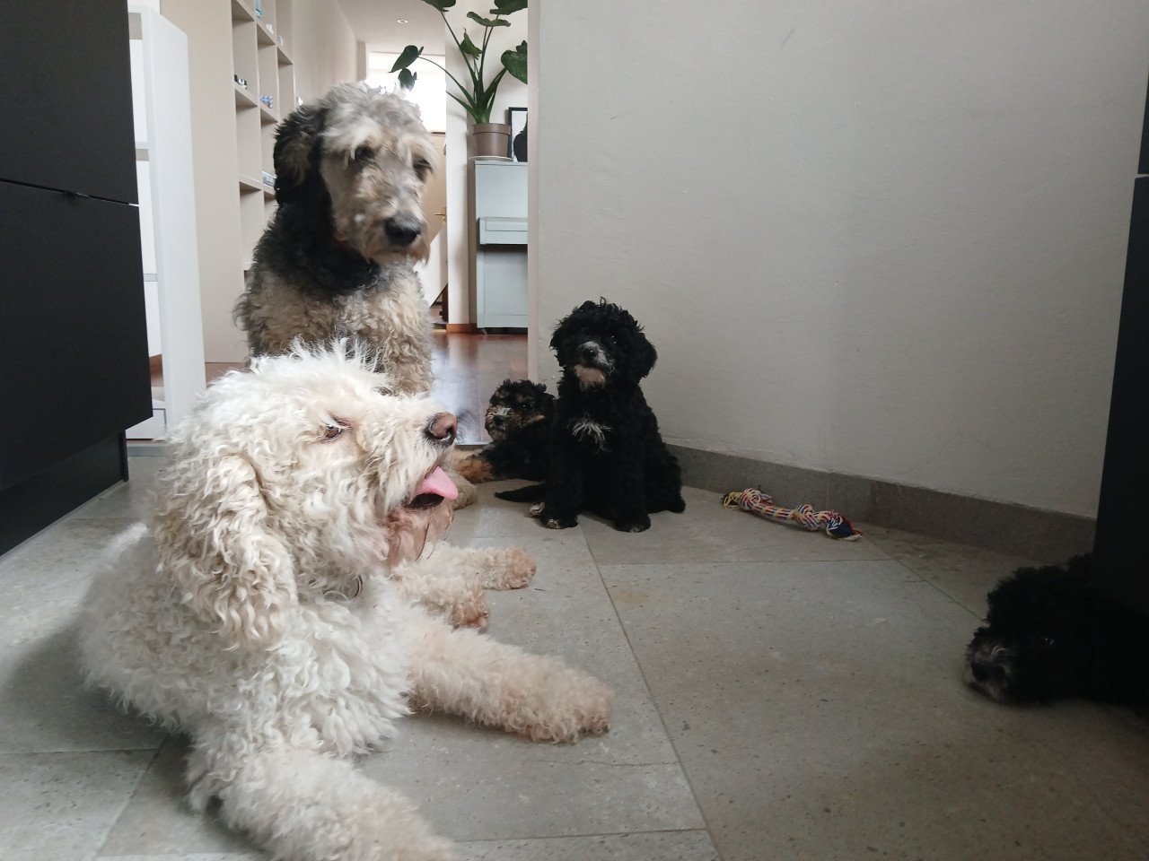 Schattige labradoodle pups op zoek naar een huis