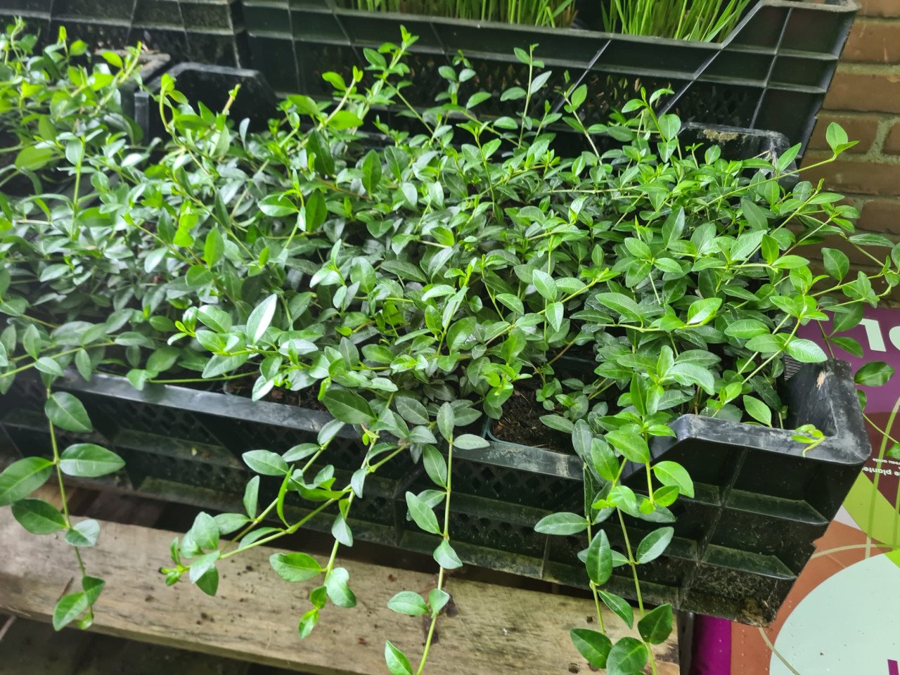 Vinca Minor (kleine maagdenpalm) bodembedekker