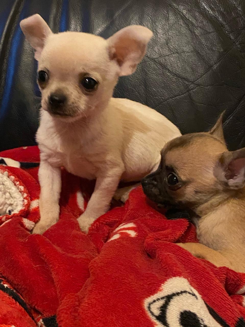 Chihuahua reutje 8 weken