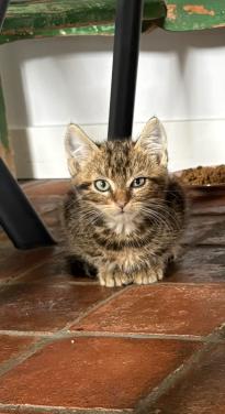 Schattig kitten
