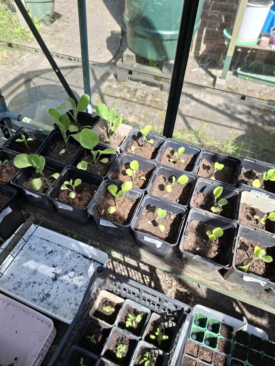 Moestuin plantjes