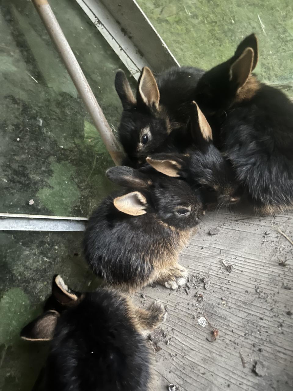 Baby konijnen te koop