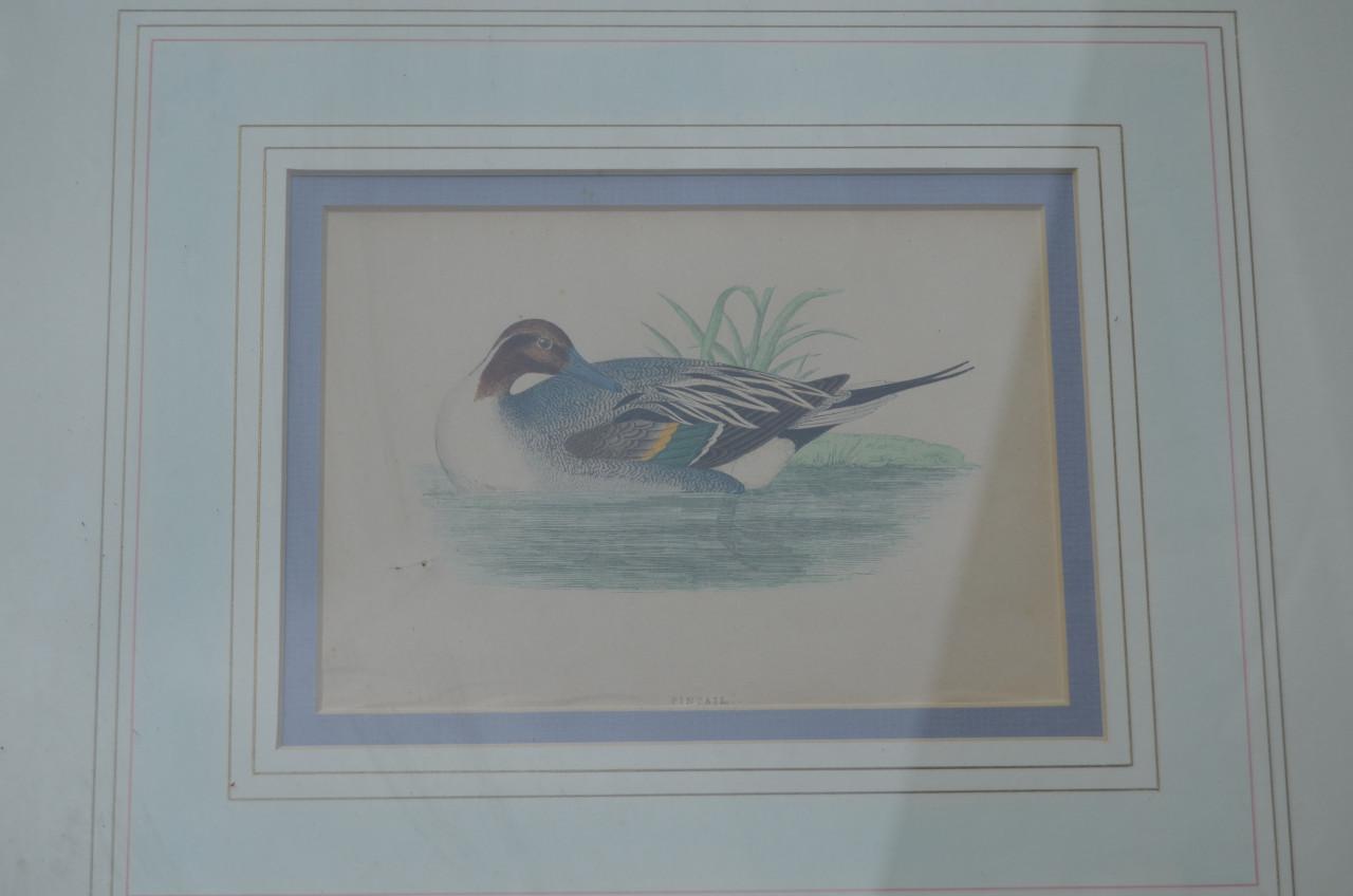 Fraaie handgekleurde litho 'Pintail' (Pijlstaart) 1868
