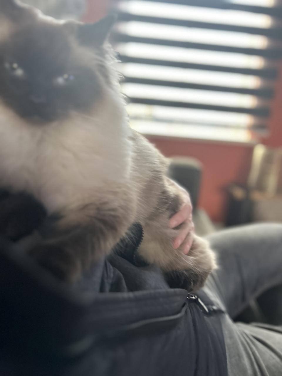 Ragdoll poes heldere blauwe ogen seal point 1,5 jr