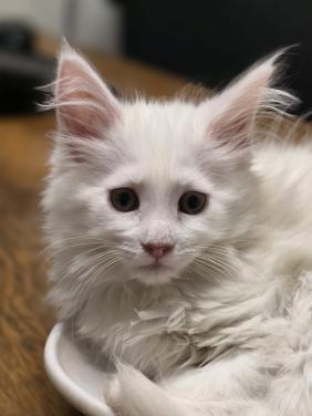 Maine Coon poesje,  spierwit!