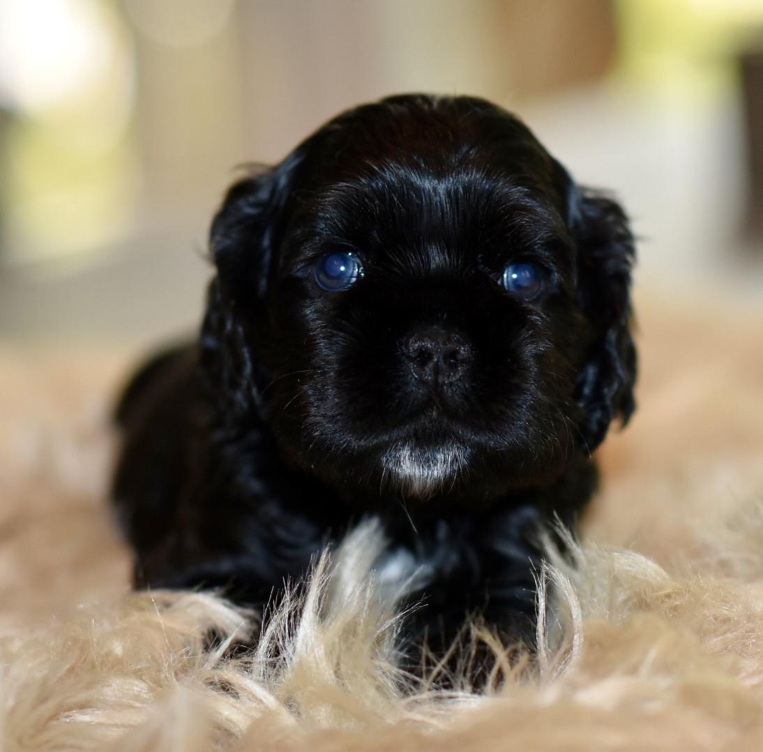 Amerikaanse Cockerspaniël puppen