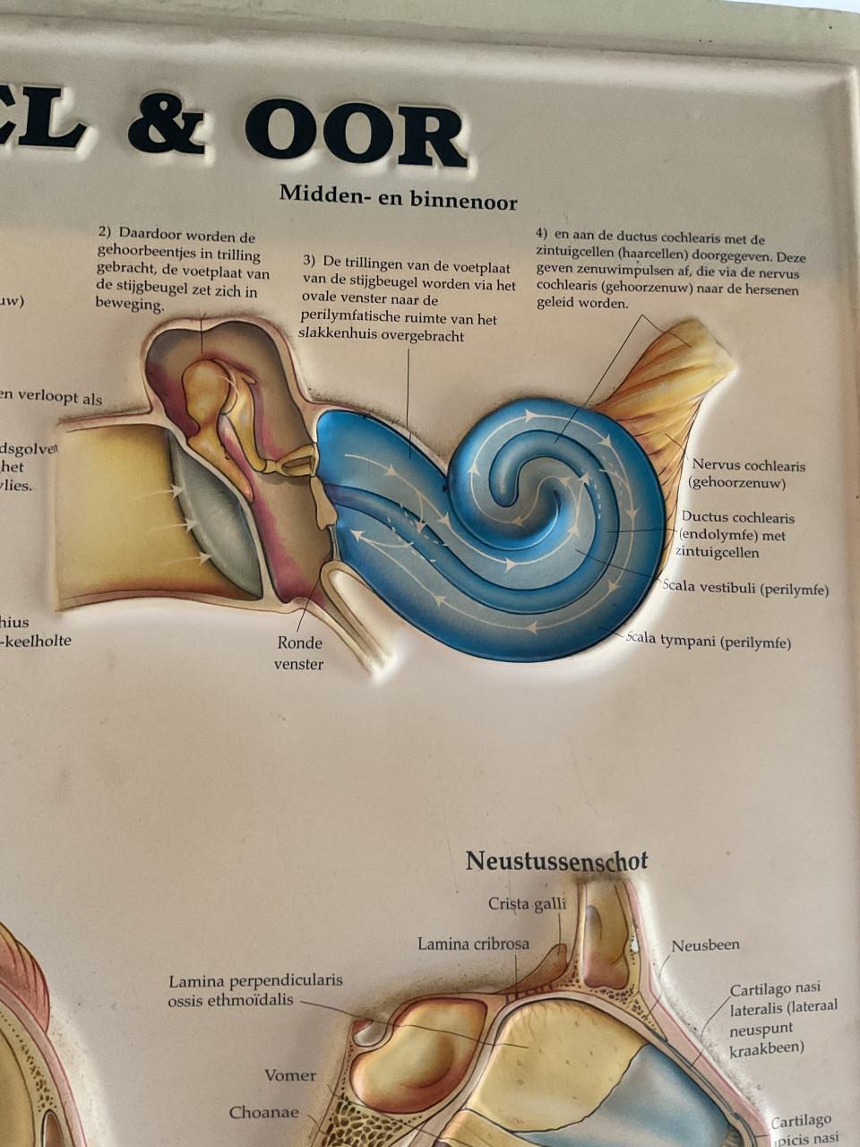 Medische wandkaart Neus , keel , oor