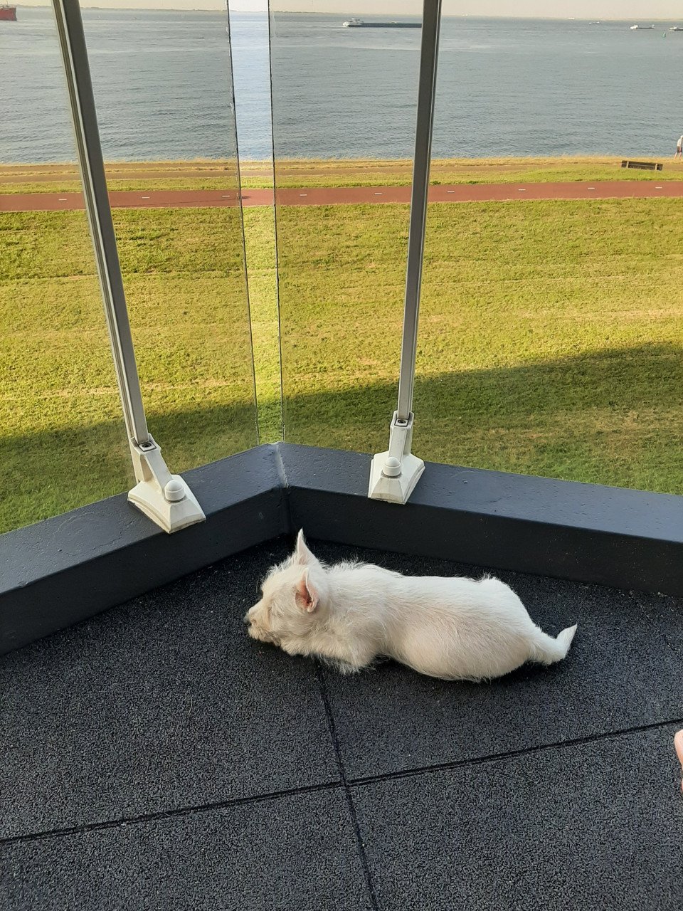 West highland White Terrier