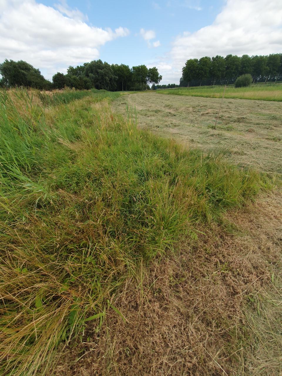 Grote ronde balen natuurhooi 1e snede laag eiwt schoon, in folie gewikkeld.