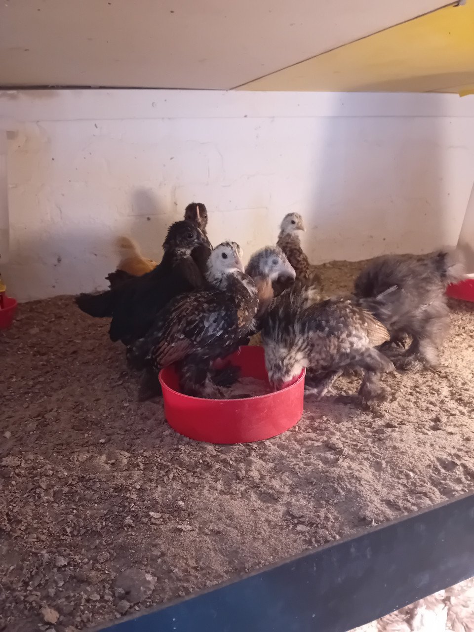 Jonge sabelpootkriel hennetjes