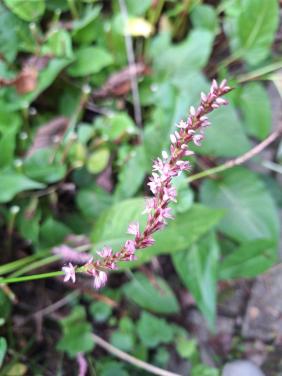 Persicaria roze