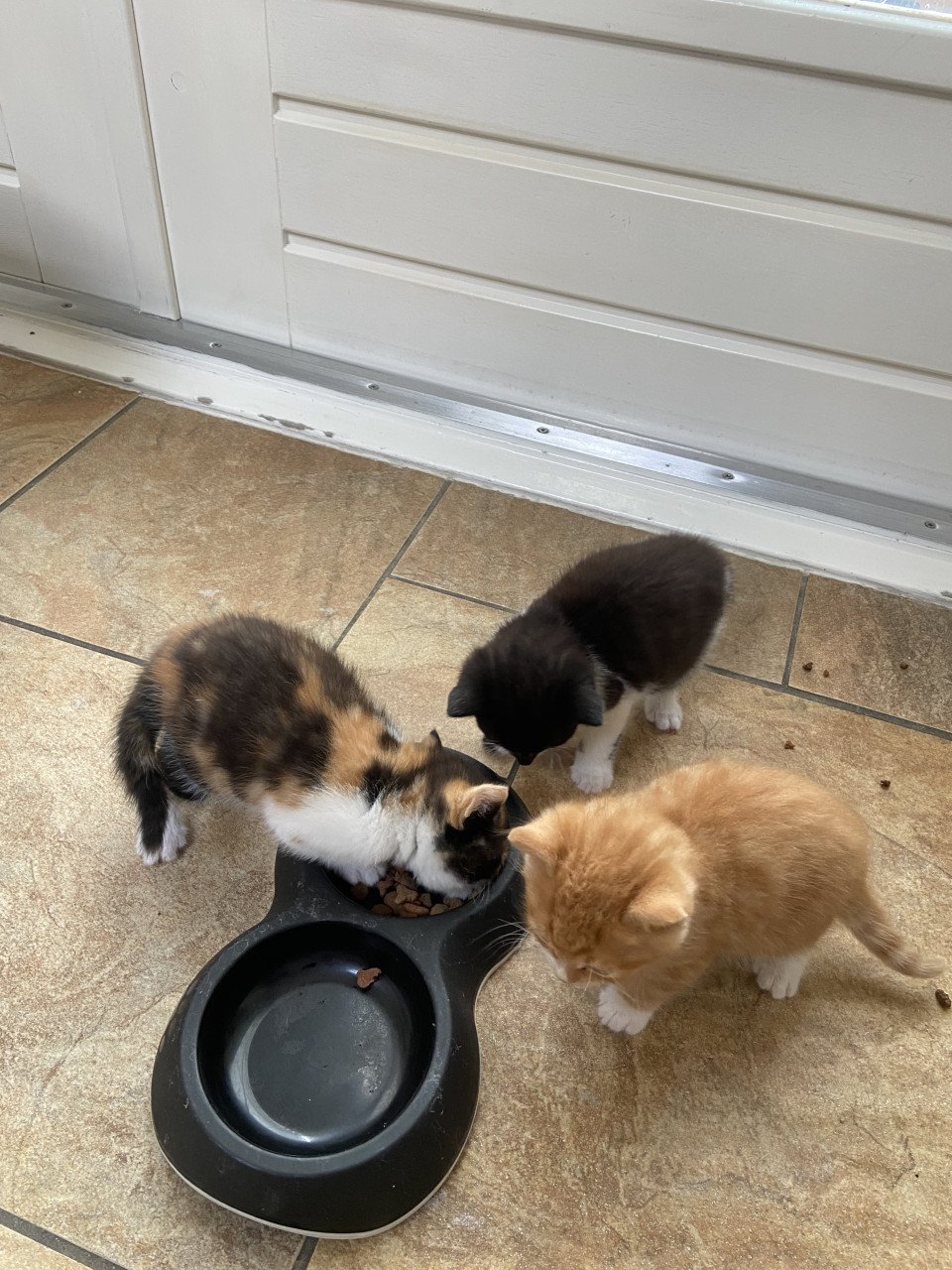 3 snoezige kittens