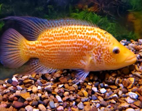 Aquariumvissen unieke Red Dovii