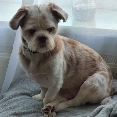 Shih Tzu mix (reu)