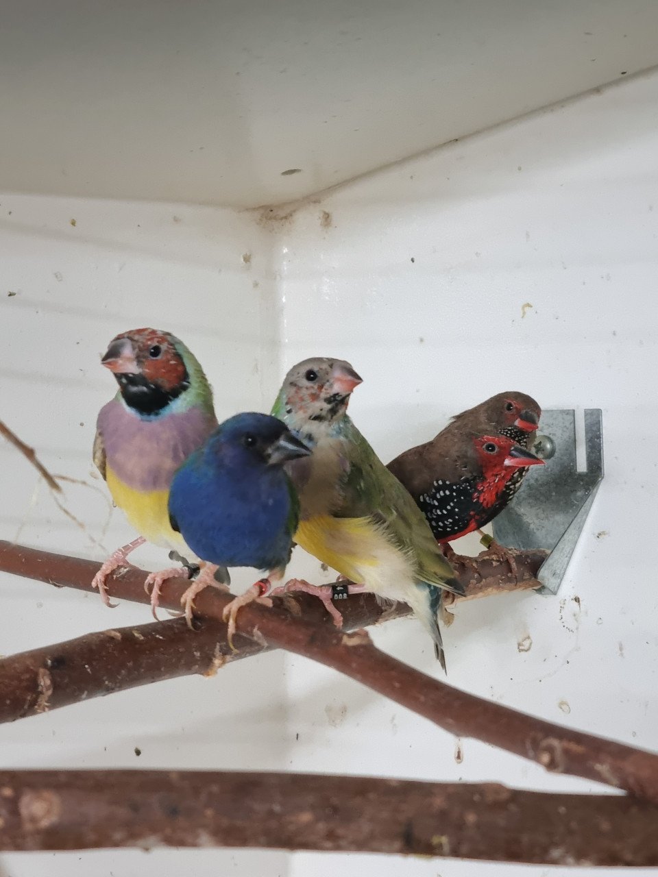 Gouldamadines