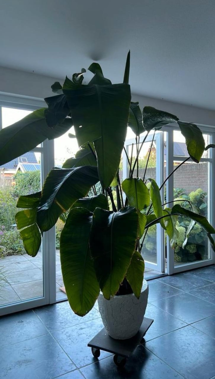 Prachtige binnenplant Strelitia