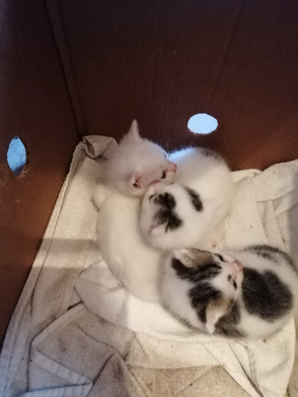 Kittens