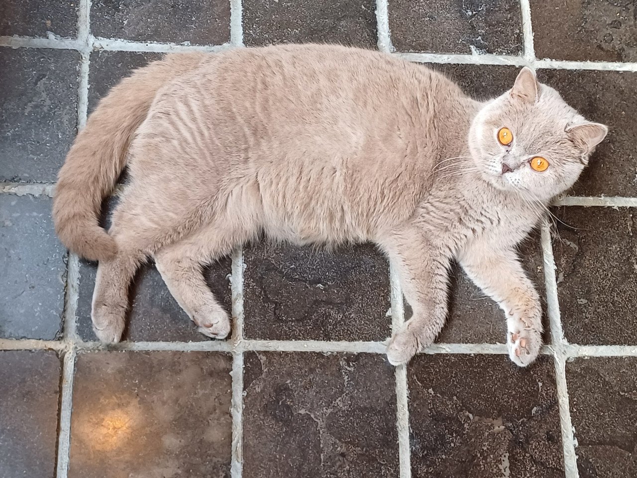 Lieve Brits Korthaar poes