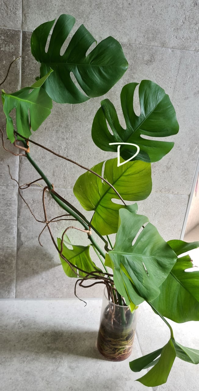 Monstera Variegata stekken