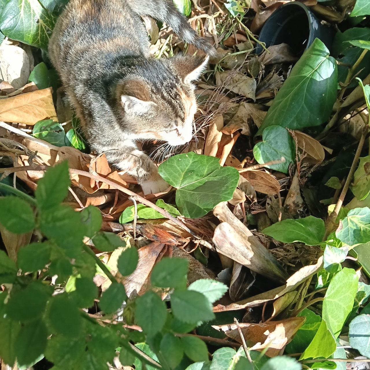 Deze 2 kittens zoeken een nieuw baasje.