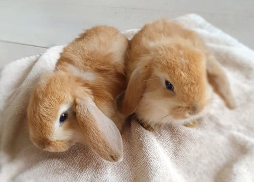Super schattige jonge dwergkonijntjes (hangoor)