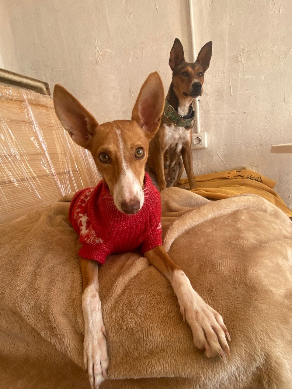 Lief baasje OF opvanggezin gezocht voor deze twee lieverds!