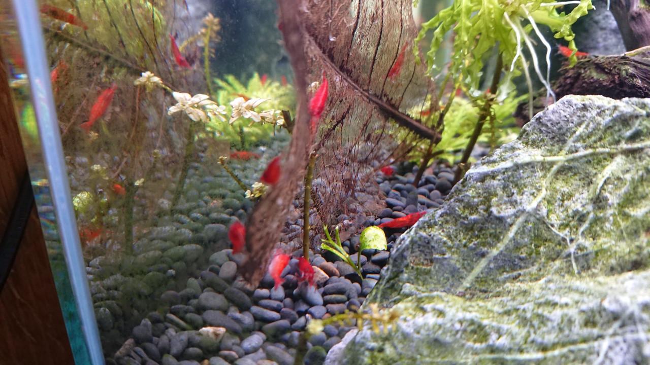 High grade Bloody Mary Neocaridina garnalen