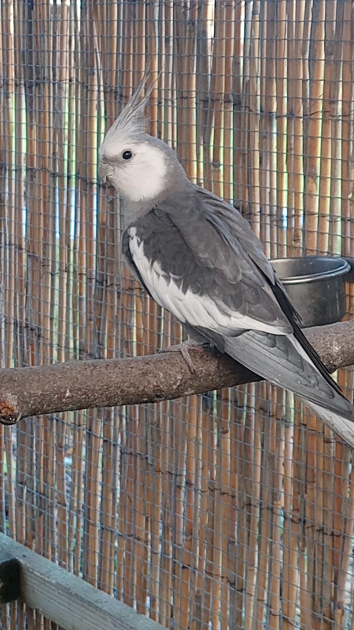 Bewezen koppel valkparkieten