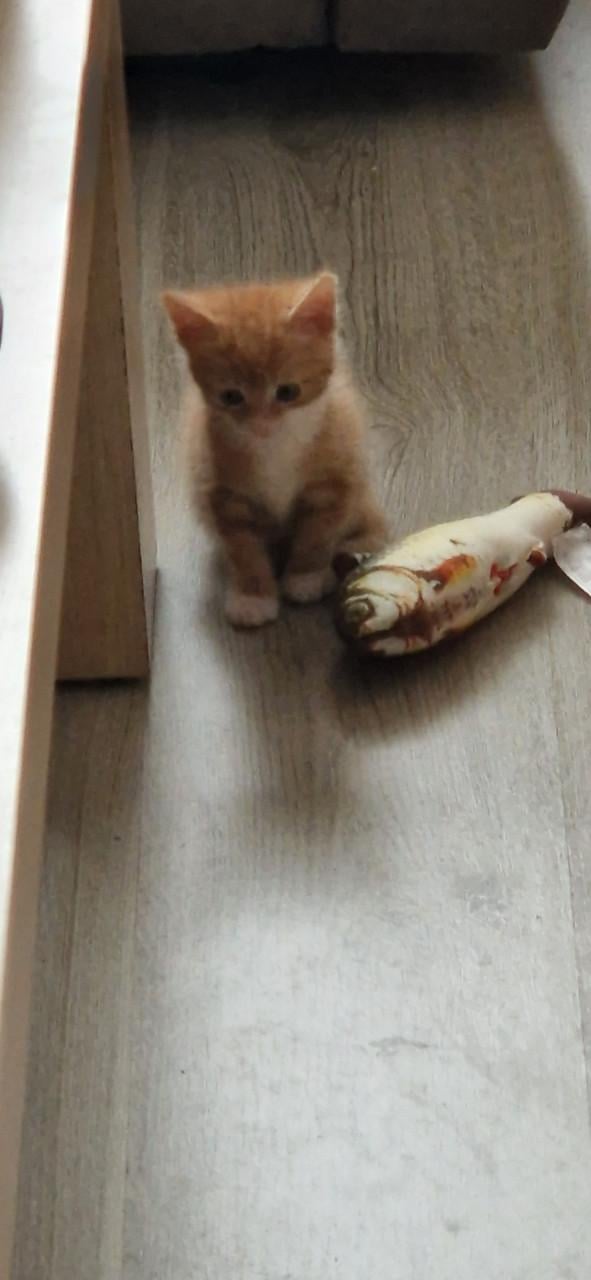 Kittens