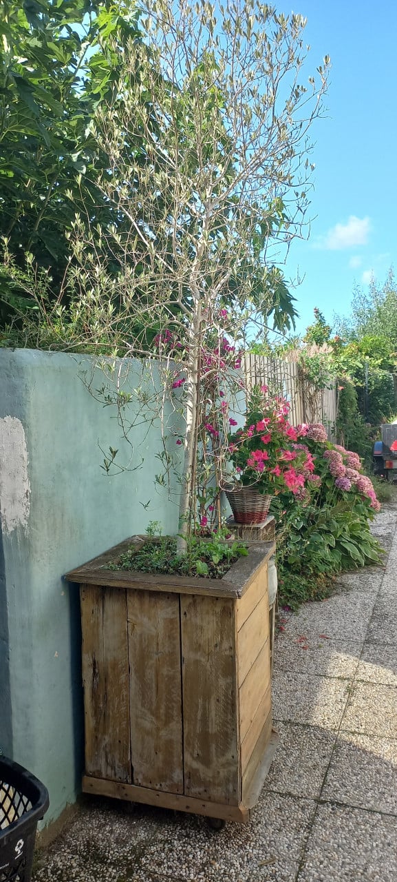 Olijfboom en houten bak