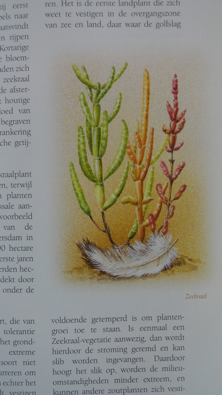 Zeldzaam Zeeuws -Chiel Jacobusse / M.A. Hemminga- BOEK IS NIEUW