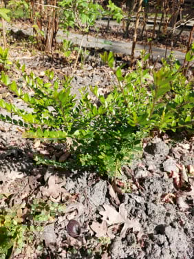 Buxuskamperfoelie Lonicera nitida, buxusvervanger 15- 20 cm hoog, 2,50 p/st