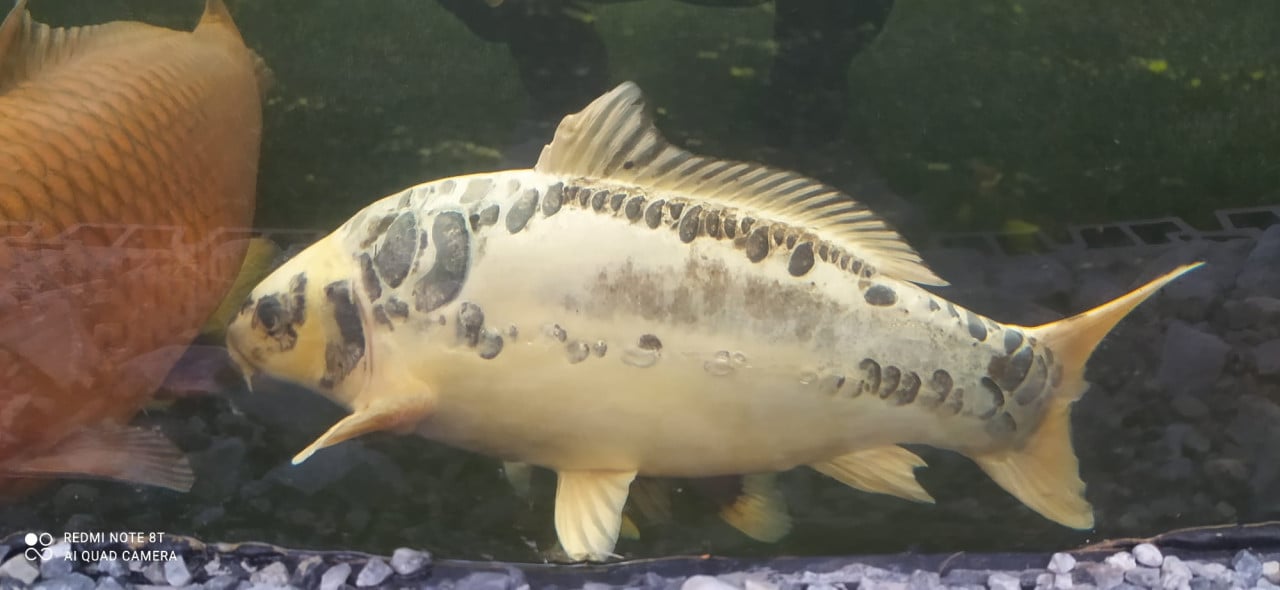 Koi's