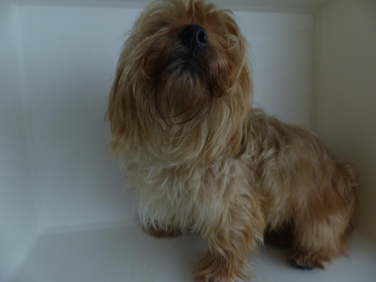 Reutje 1 jaar oud Yorkshire Terrier mix super gezond en leuk