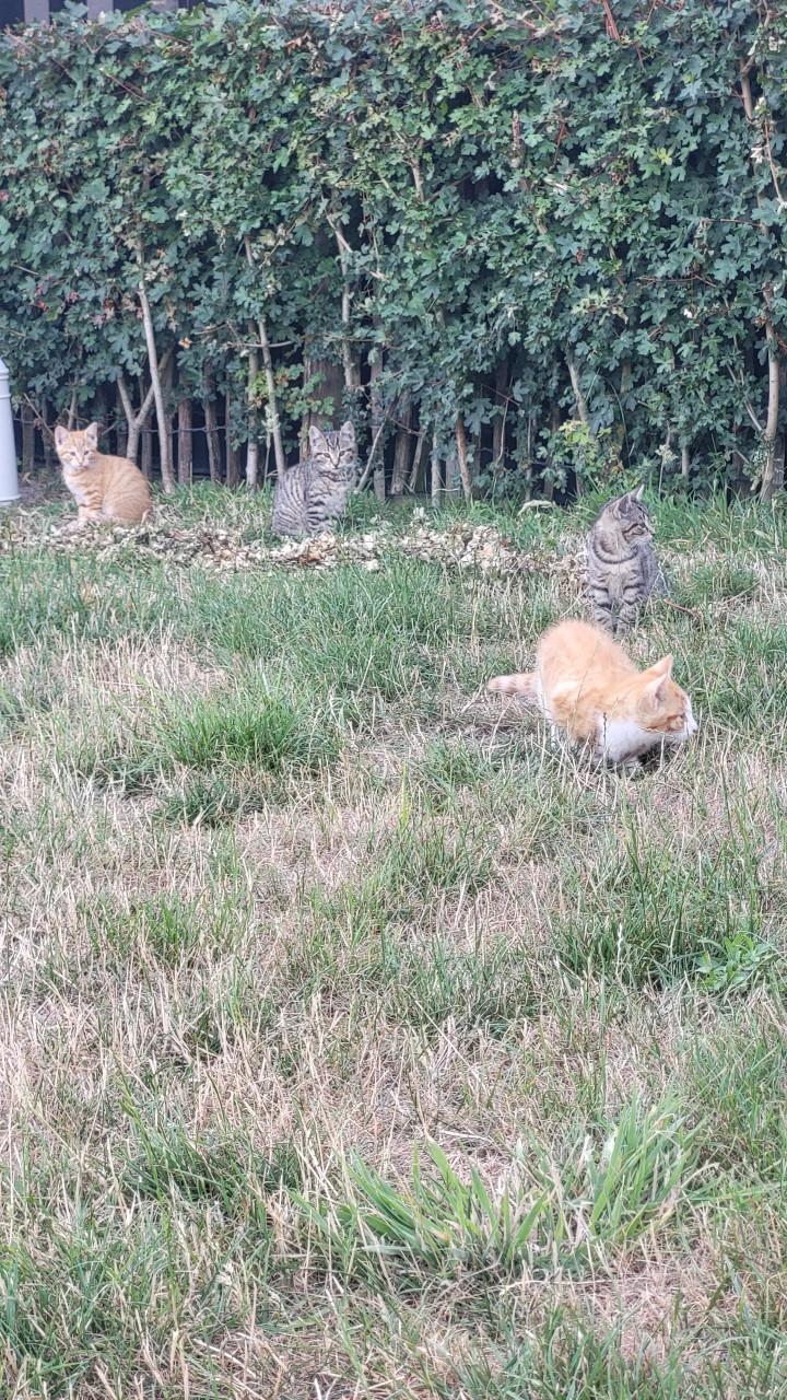 Kittens