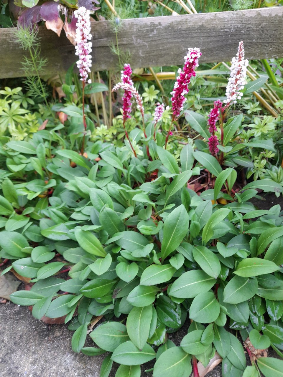 Vaste planten uit hobbykweek