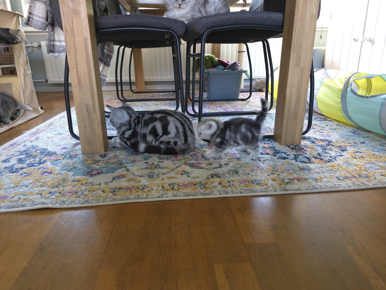Brits korthaar silver tabby (Whiskas)
