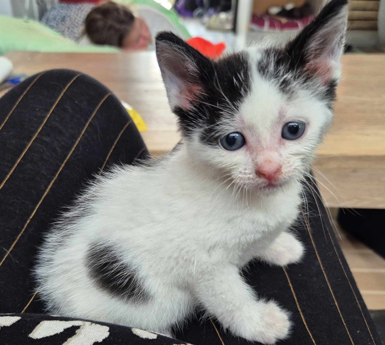 Super lieve sociale grotendeels met de fles opgevoede kittens te koop