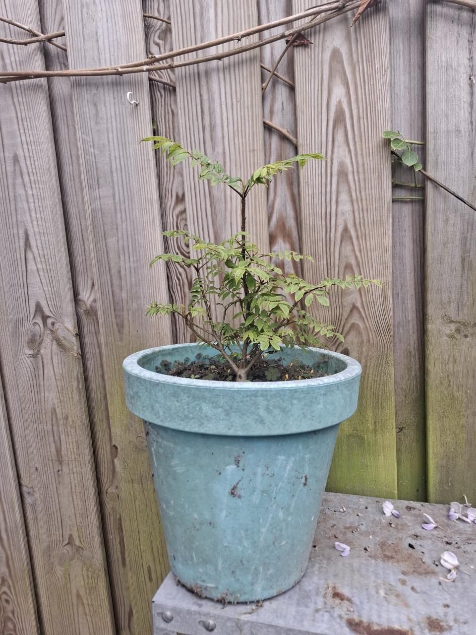 Jonge Vleugelnootboom