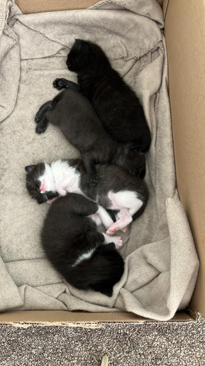 Kittens te koop