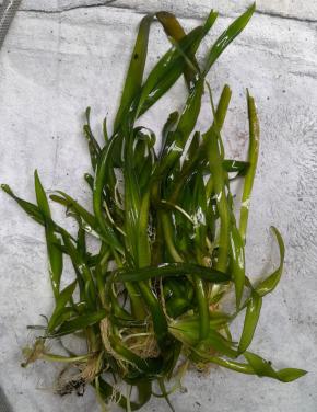 Aquariumplanten mooie grote bos