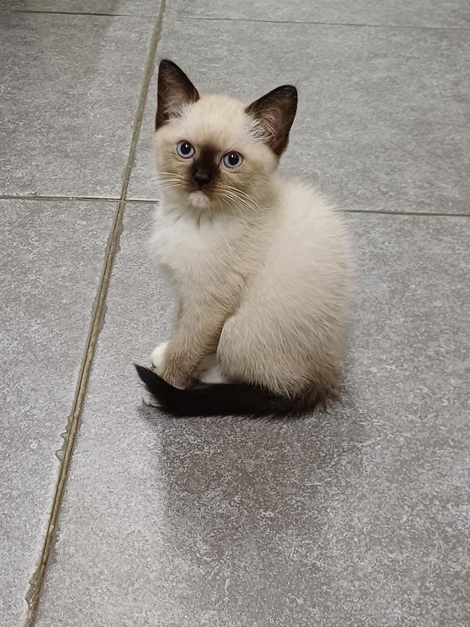 Prachtige Britse Korthaar x Ragdoll kittens beschikbaar.