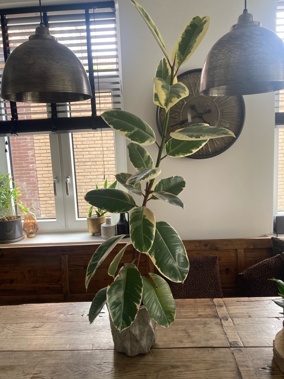 Ficus