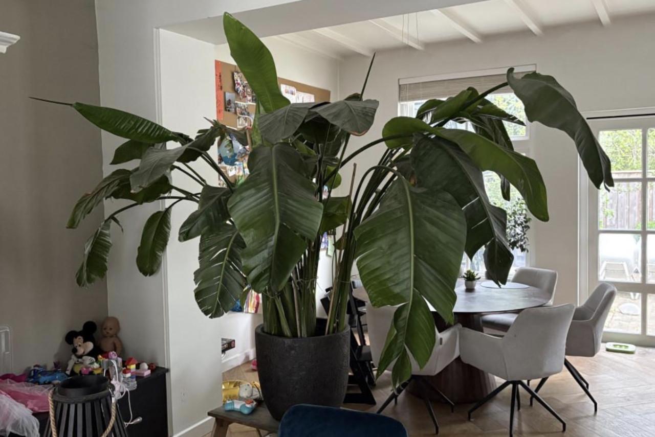 Grote Monstera / kamerplant - 180 cm (inclusief pot)