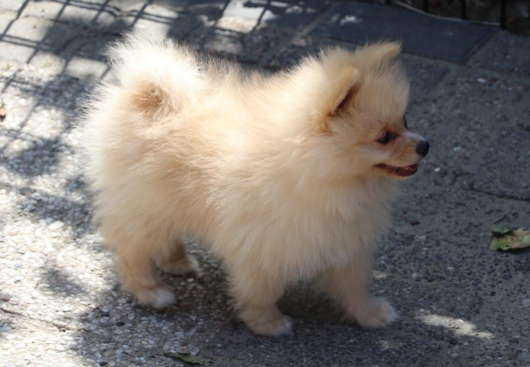 Pomeriaan pups  mogen verhuizen